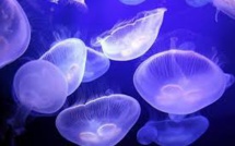 Vigilance: Présence de méduses dans le lagon Est du pays