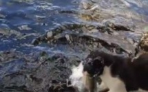 [Vidéo] Un chat attrape un poisson à Grand Bassin