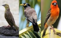 L'application gratuite «Birds of Mauritius» est disponible !