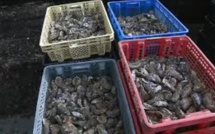 Poste de Flacq : On lui vole 6 000 huîtres 