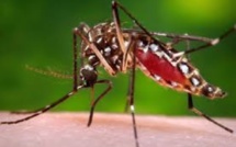 Epidémie de dengue : Cinq cas rapportés à Maurice