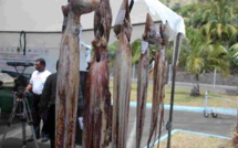 [Rodrigues] Pêche à l’ourite : Plus de mille kilos pour la journée d'ouverture