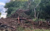[Vidéo] Projet "by-pass" : Le massacre des arbres à Anse-la-raie a commencé