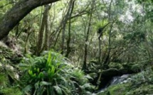 300 plantes endémiques réintroduites dans les forêts à Maurice et à Rodrigues