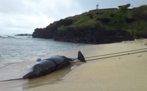 Souillac : Un dauphin retrouvé mort échoué sur la plage de Gris-Gris