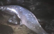 Souillac : Un deuxième dauphin retrouvé mort échoué sur la plage de Gris-Gris