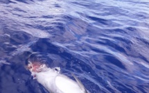 [Vidéo] Rivière-Noire : Dans une zone fréquentée par les touristes, un requin dévore un dauphin