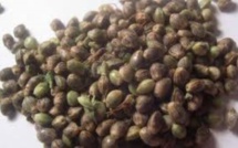 Haschich et graines de cannabis à gogo à Chebel