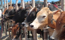 Du bétail venant de l’Afrique du Sud et de Rodrigues pour la célébration de la fête Eid-Ul-Adha à Maurice