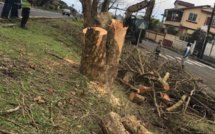 ▶️ Curepipe/Floréal : Massacre à la tronçonneuse d'arbres centenaires !