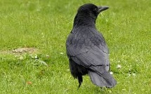 Campagne d’abattage : Après les chauves-souris, c'est la chasse aux corbeaux
