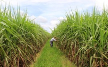 Remise de 50 % sur l’engrais pour les planteurs de canne à sucre