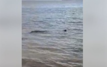 A Bain Bœuf : Le cadavre d'un animal marin échoué sur la plage