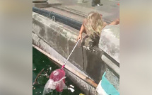 ▶️ Caudan : De jeunes touristes nettoient la mer