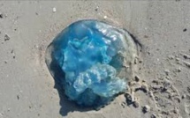 Baigneurs attention : des méduses ont été repérées dans les lagons du Nord, soyez vigilants