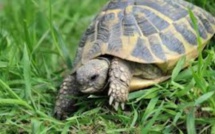 Un jeune homme recherché pour le vol d’une tortue à Rs 50 000