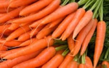 Conséquences des intempéries : Importation de la carotte, chou et haricots