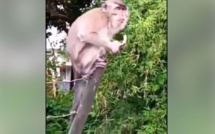 ▶️ Le forum de Curepipe est devenu le nouveau refuge des singes