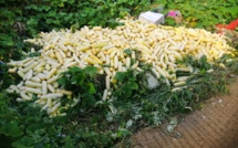 📷 Des centaines de kilos de légumes jetés près du réservoir de Mare Longue