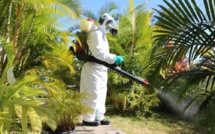 Epidémie de dengue : 40 cas enregistrés à Maurice