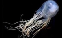 Alerte aux méduses dans le lagon de Blue Bay