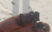 «Traces de pollution» sur la plage de Pointe d'Esny, Ramano assure qu'il n’y a pas de pollution 
