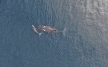 La danse des baleines devant le phare d'Albion