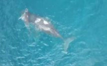 [Vidéo] La danse des baleines à Flic-en-Flac