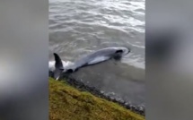 Un dauphin mort retrouvé échoué sur une plage à Grand-Sable