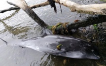 Catastrophe écologique : Des mammifères marins échoués sur les plages de l'île Maurice