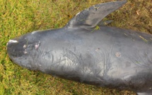 Ile maurice. Une vingtaine de dauphins échoués sur les côtes : "aucune trace d’hydrocarbure", déclare les autorités