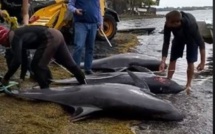 Selon un rapport préliminaire, l’hydrocarbure n’est pas la cause du décès des dauphins