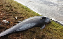 Un dauphin retrouvé échoué à Pointe-aux-Feuilles