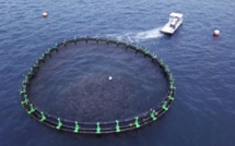 Marée noire : la Ferme Marine de Mahebourg (FMM) dans le radar des écologistes