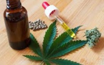 [Dossier] Légalisation du cannabis à usage thérapeutique à l'île Maurice, bientôt une réalité ?