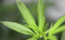 En France, un décret autorise les premières expérimentations de cannabis thérapeutiques