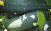 Lallmatie: Il vole 2 000 concombres à un planteur