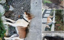 A Mesnil, 34 chiens retrouvés morts dans des circonstances suspectes 