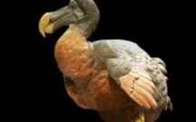 Disparition du dodo à Maurice: Le climat mis en cause