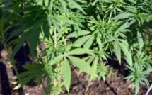 Rs 2 millions de plants de cannabis déracinés au Morne
