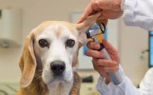 Un meilleur cadre légal pour le secteur vétérinaire