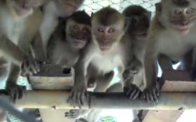 Une communication qui passe mal. Des singes mauriciens dans l'élaboration du vaccin du laboratoire Pfizer, « efficace à 90 % »