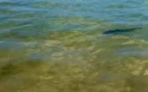 Des bébés requins observés dans la baie de Tamarin