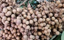 Le prix des premiers longanes de l’année explose: Rs 220 le demi-kilo 