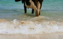 Insolite : promenade d'une vache sur la plage en mode farniente