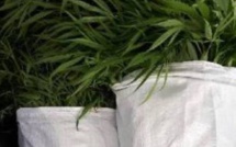 A Melrose, Rs 1.2 million de plantes de cannabis déracinées