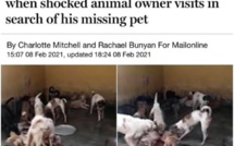 Humane Society International Mauritius envoie une vidéo au Daily Mail, de chiens affamés de la MSAW