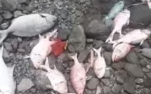 [Vidéo] Pêche illégale au Morne : une centaine de poissons morts retrouvés sur la plage