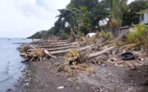 [Vidéo] Massacre à la tronçonneuse à Providence : des dizaines d'arbres sauvagement coupés sur le front de mer