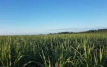 La récolte sucrière baisse de 23% à l'île Maurice